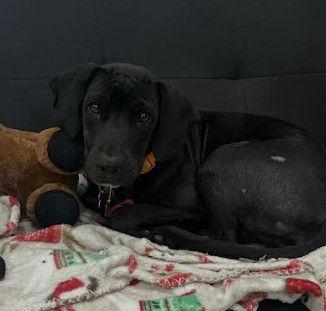 Bridgette, Adoptable, Adult Female Labrador Retriever & Basset Hound.