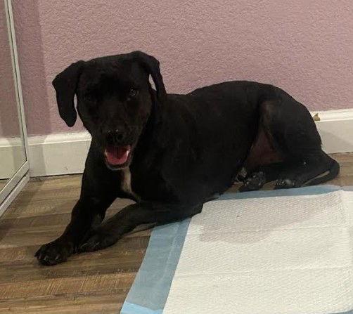 Enlarge Bridgette, a Adoptable mixed breed in San Diego, CA image 2/3