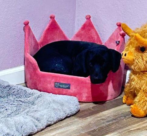 Enlarge Bridgette, a Adoptable mixed breed in San Diego, CA image 3/3