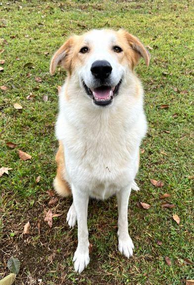 Sandie, a Adoptable mixed breed in Mocksville, NC image 1/3