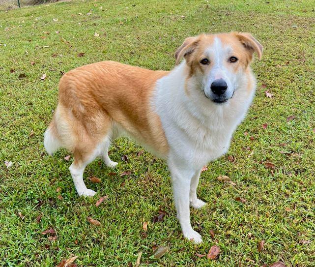 Sandie, a Adoptable mixed breed in Mocksville, NC image 2/3