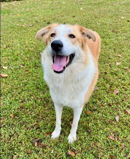 Sandie, a Adoptable mixed breed in Mocksville, NC image 3/3