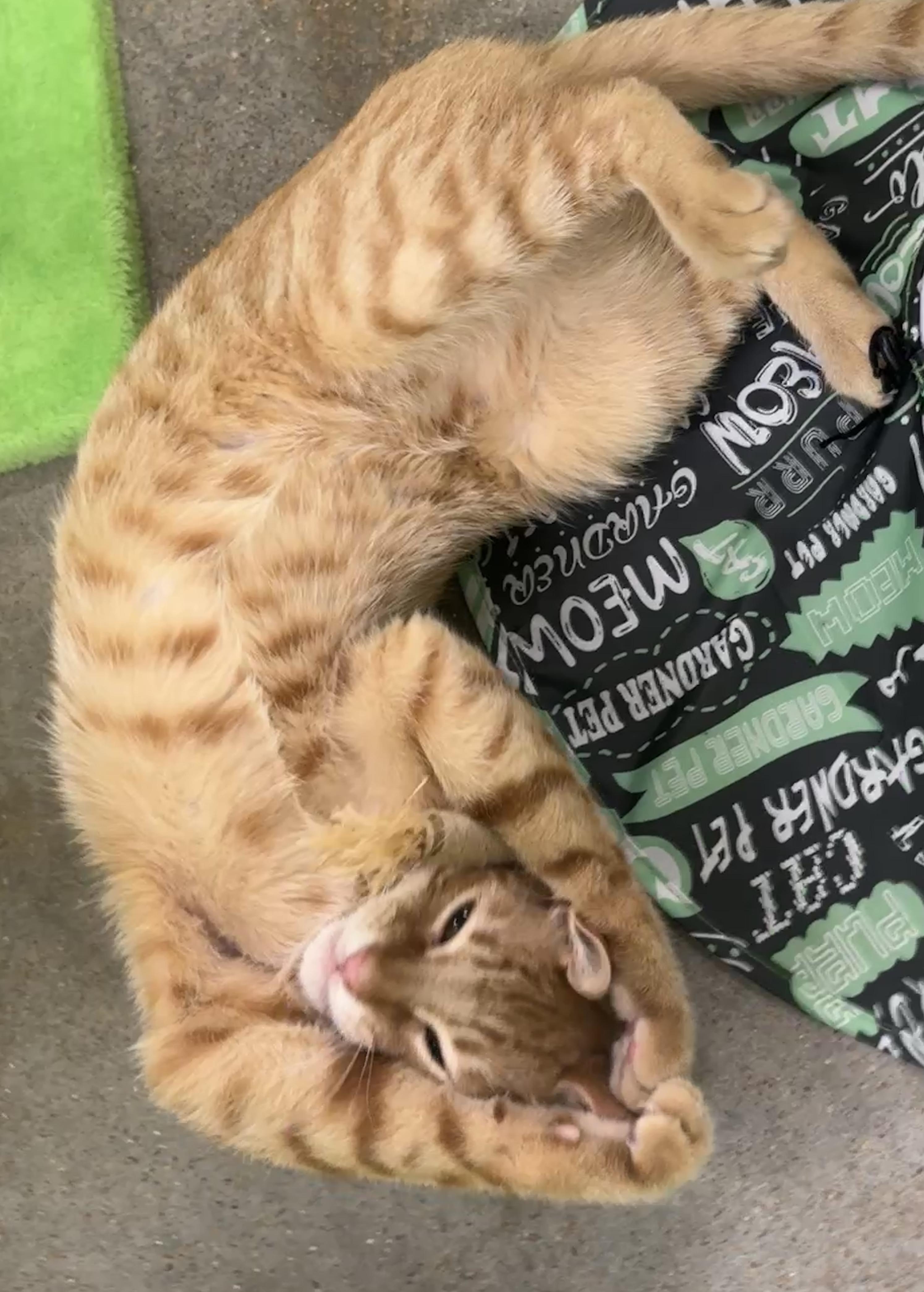 FRED (solo cup), Adoptable, Kitten Male Domestic Short Hair.