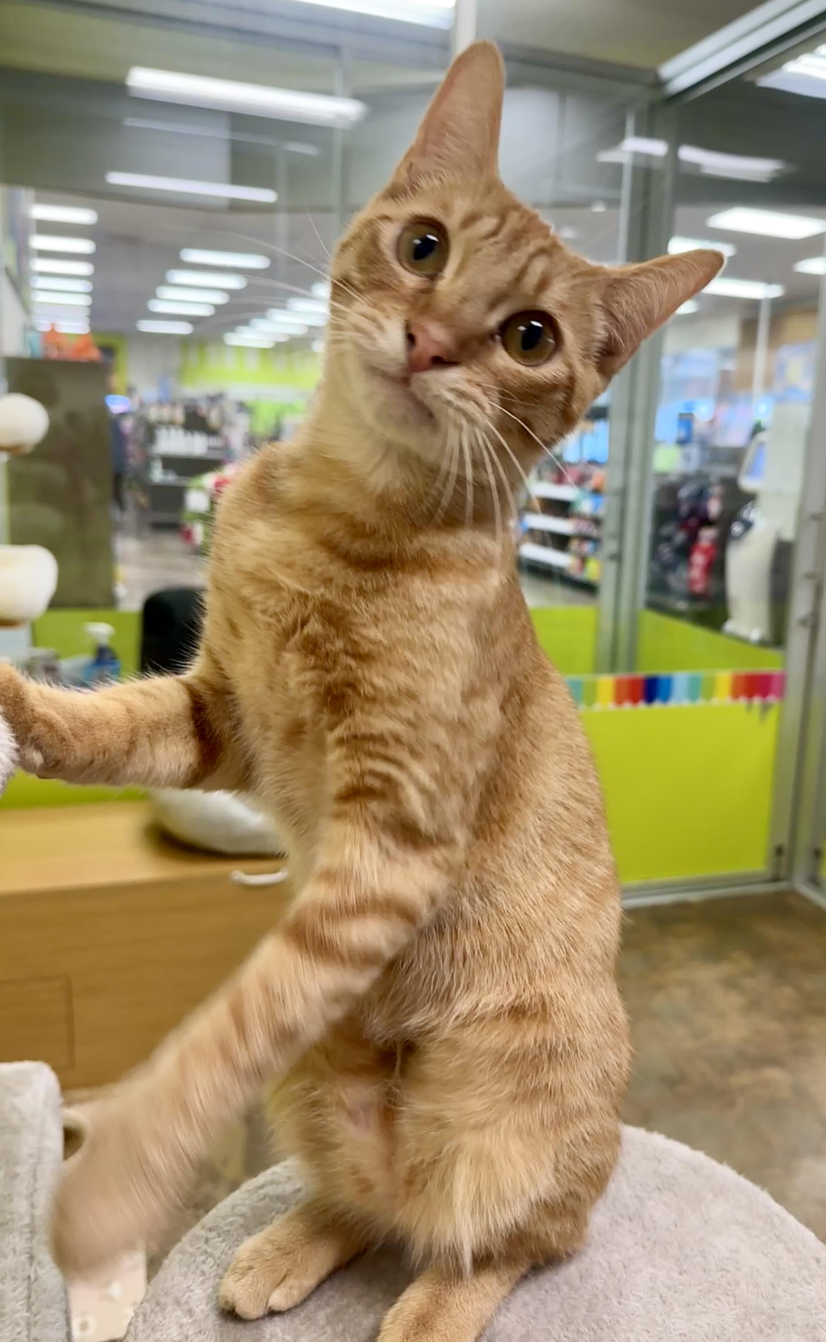 Enlarge Freddy (ready for you!), a Adoptable Domestic Short Hair in Houston, TX image 3/6