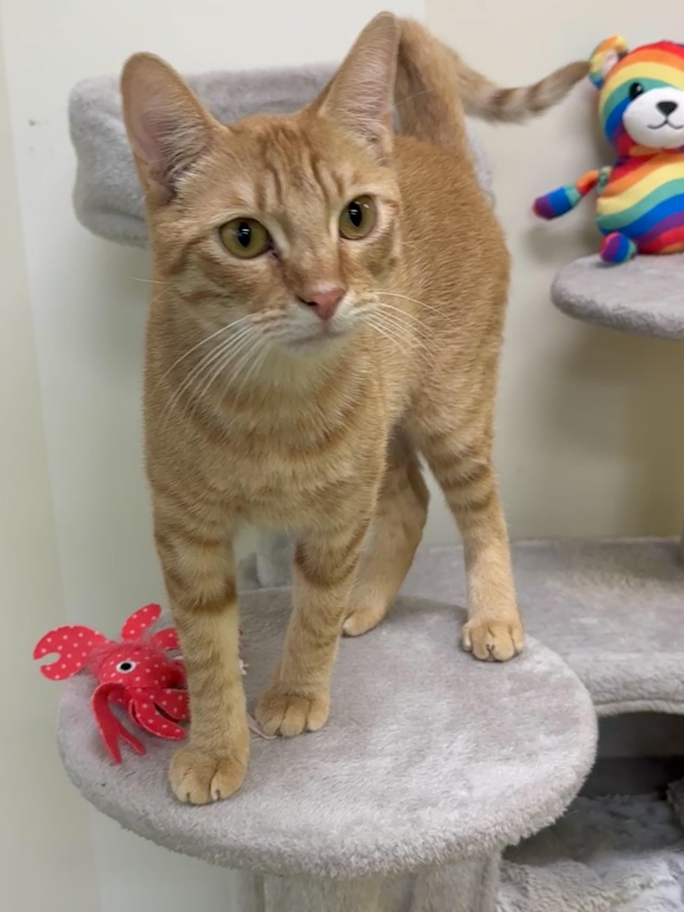 Enlarge Freddy (ready for you!), a Adoptable Domestic Short Hair in Houston, TX image 6/6