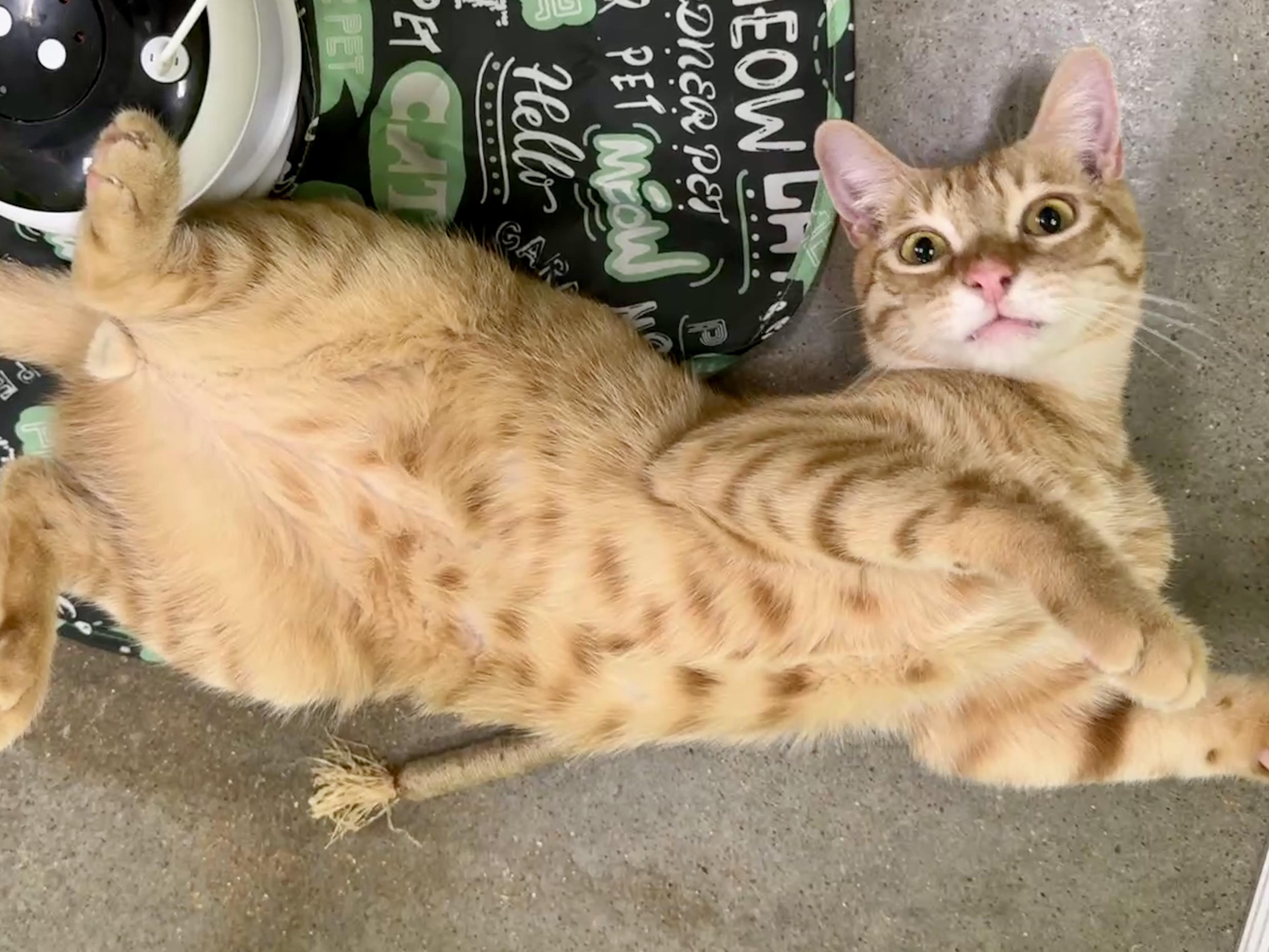 Enlarge FRED (solo cup), a Adoptable Domestic Short Hair in Houston, TX image 4/6