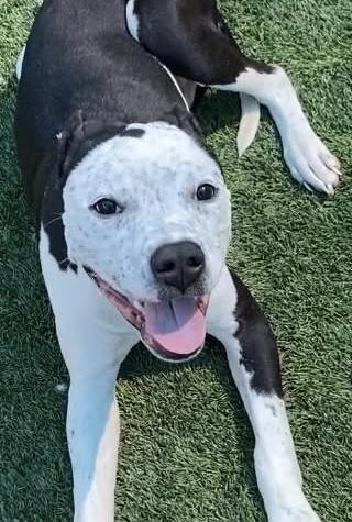 WATSON — thumbnail 2