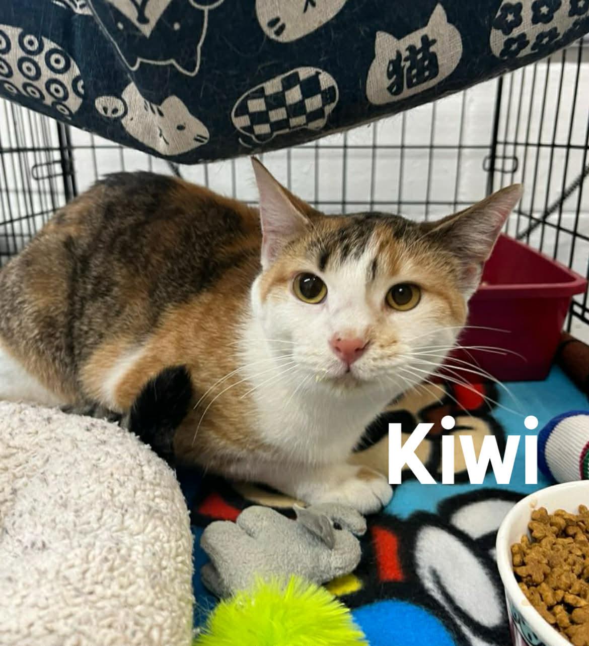 Enlarge Kiwi, a ADOPTABLE American Shorthair in Quincy, MI image 1/1