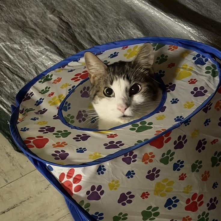 Enlarge Valentina, a Adoptable Domestic Short Hair in Buffalo, NY image 4/4