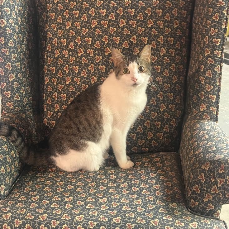 Enlarge Valentina, a Adoptable Domestic Short Hair in Buffalo, NY image 2/4
