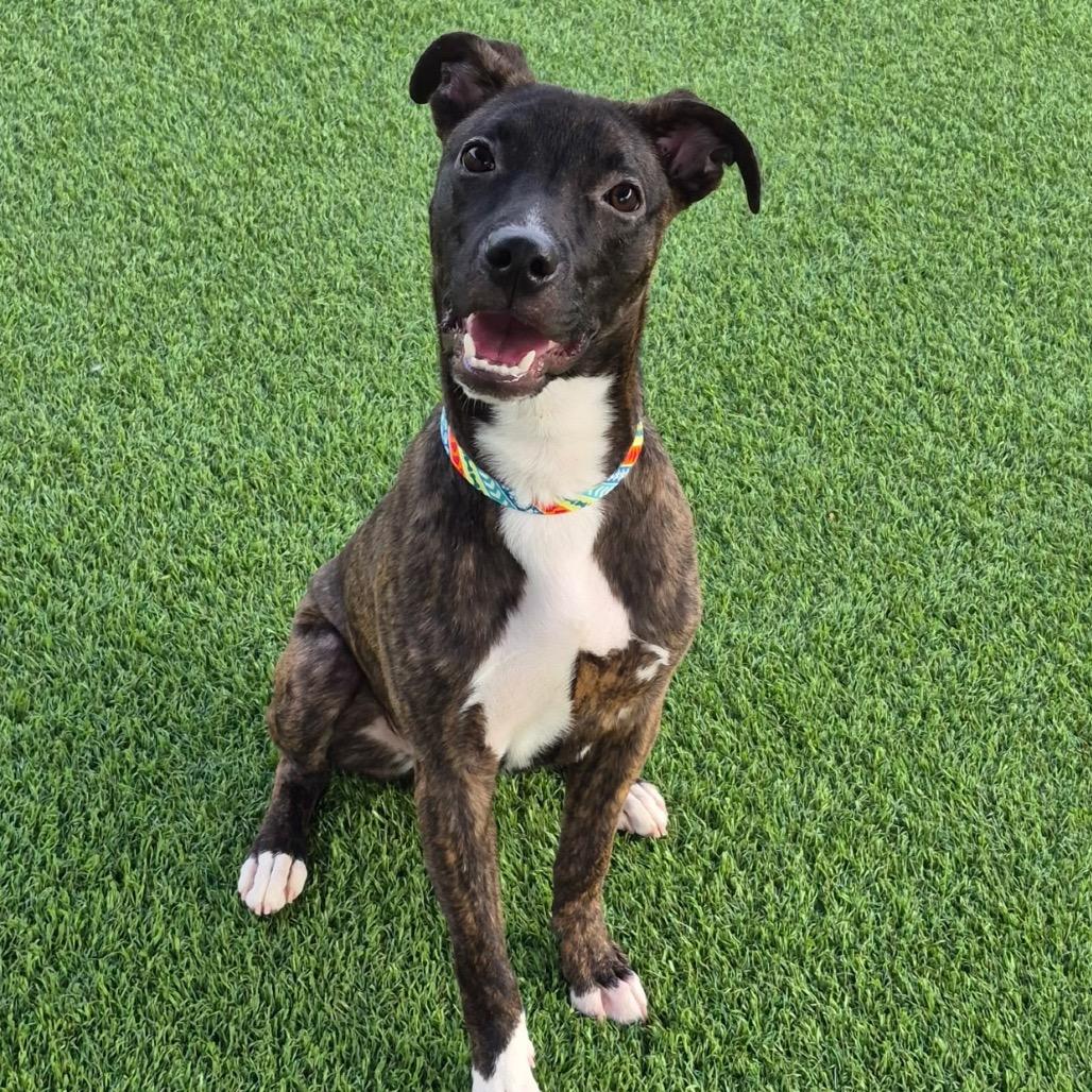 Enlarge Earl, a Adoptable mixed breed in Evansville, IN image 1/6