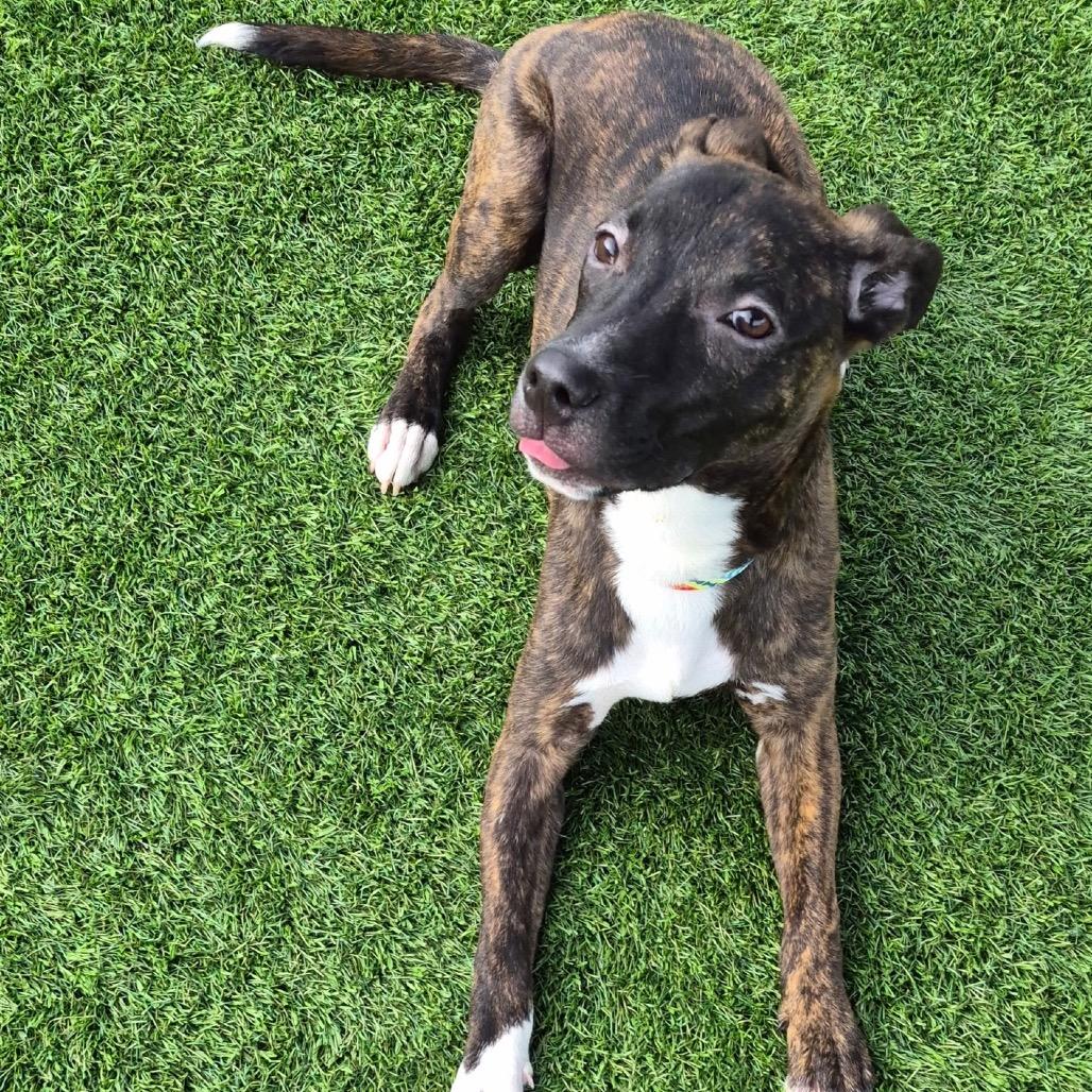 Enlarge Earl, a Adoptable mixed breed in Evansville, IN image 2/6