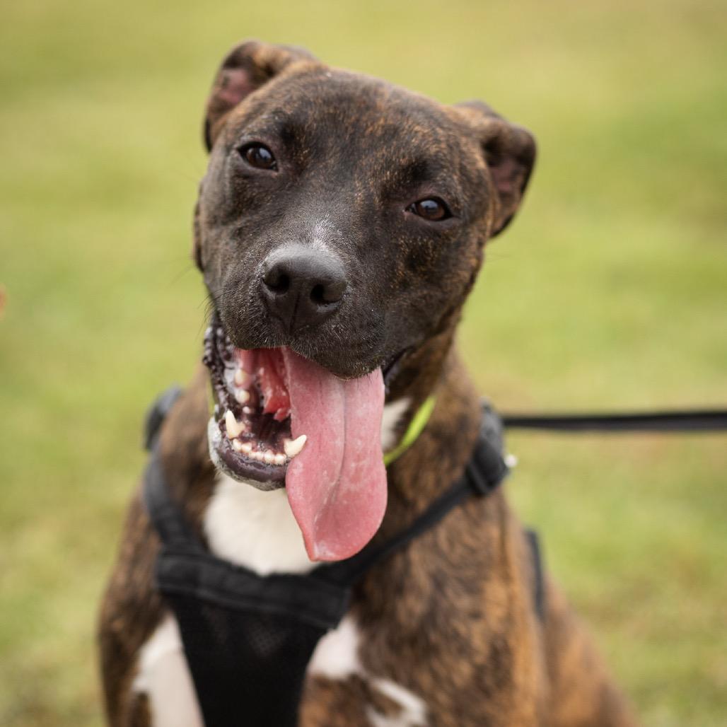 Enlarge Earl, a Adoptable mixed breed in Evansville, IN image 3/6
