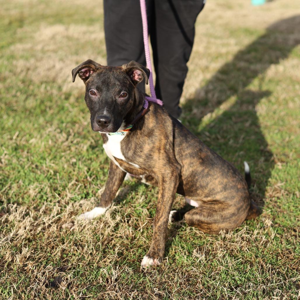 Enlarge Earl, a Adoptable mixed breed in Evansville, IN image 4/6