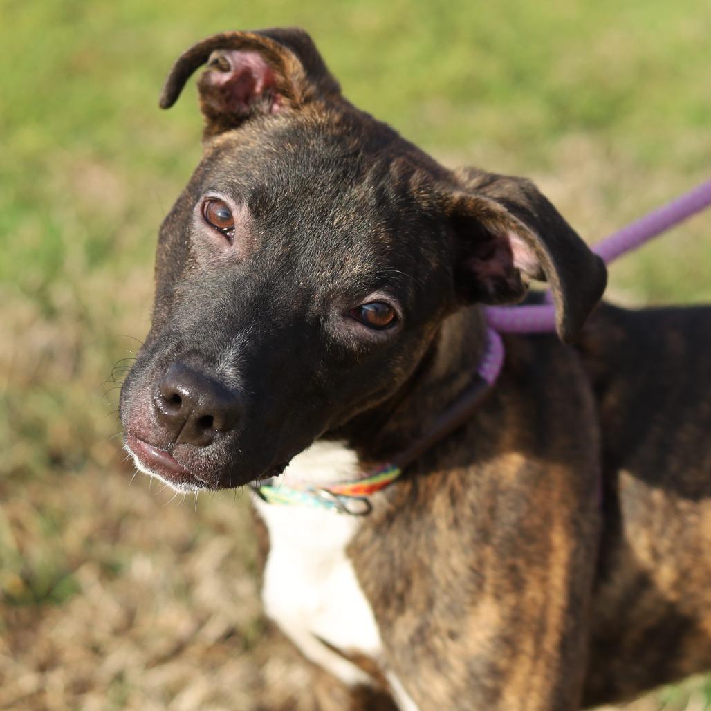Enlarge Earl, a Adoptable mixed breed in Evansville, IN image 5/6