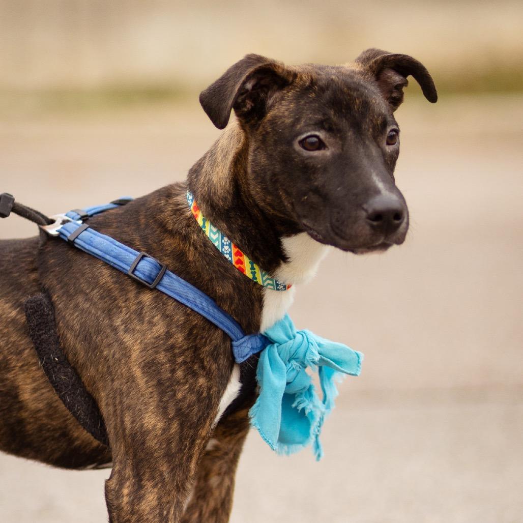 Enlarge Earl, a Adoptable mixed breed in Evansville, IN image 6/6