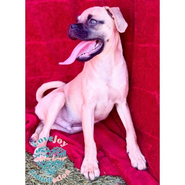 Enlarge Happy, a Adoptable Chug in Inglewood, CA image 2/2