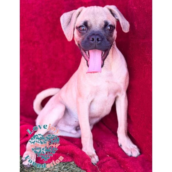 Enlarge Happy, a Adoptable Chug in Inglewood, CA image 1/2