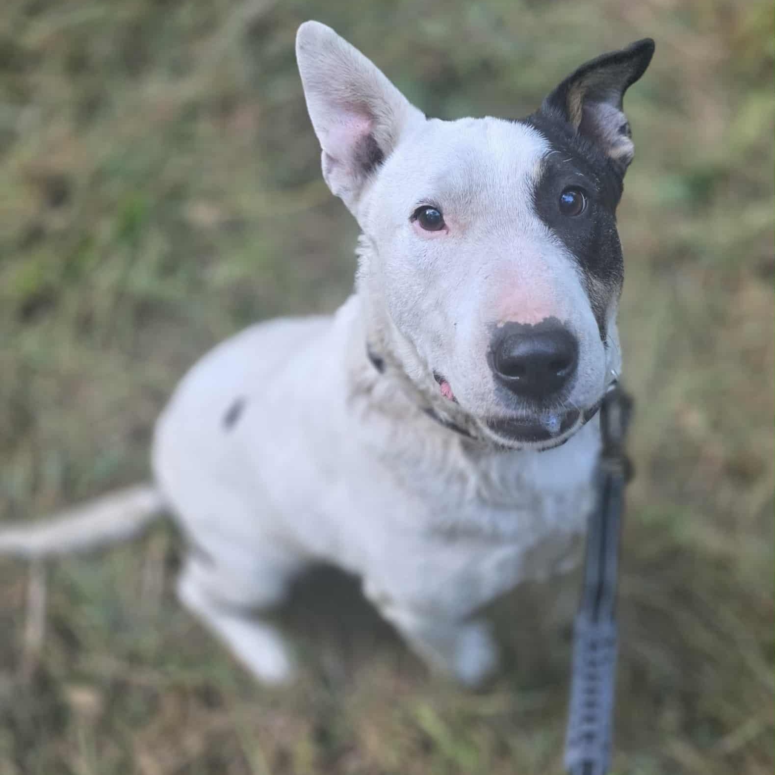 Ronan, an adoptable Bull Terrier in Rochester, WA, 98579 | Photo Image 4
