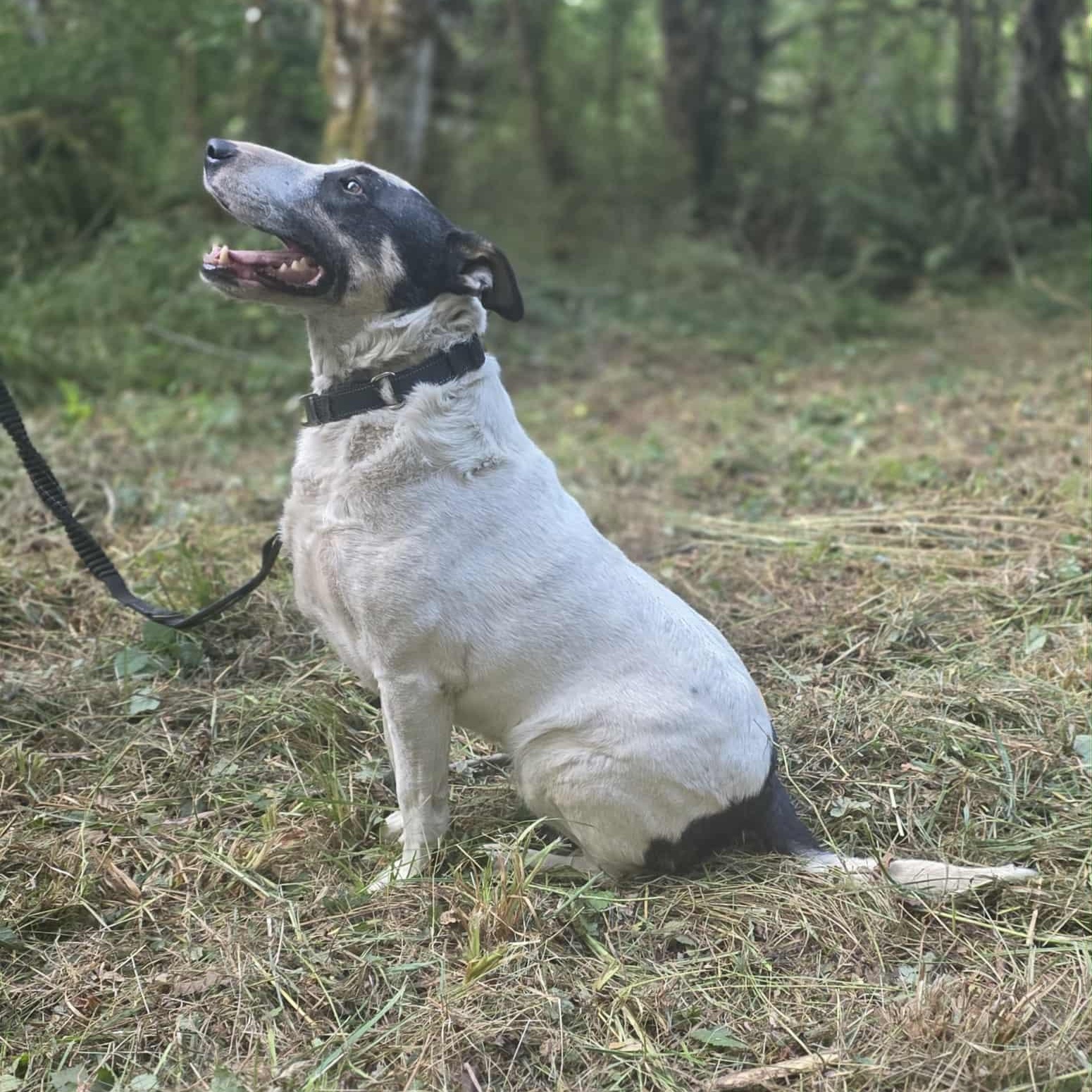 Ronan, an adoptable Bull Terrier in Rochester, WA, 98579 | Photo Image 2
