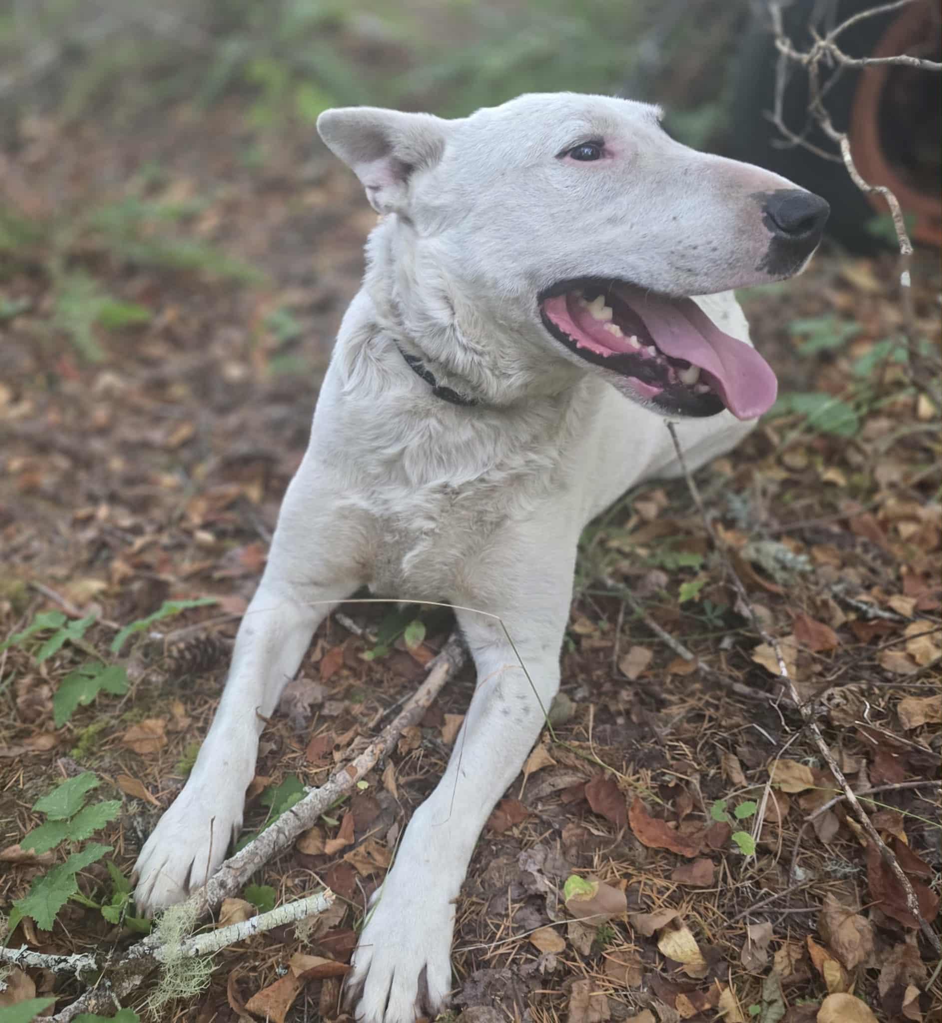 Ronan, an adoptable Bull Terrier in Rochester, WA, 98579 | Photo Image 3