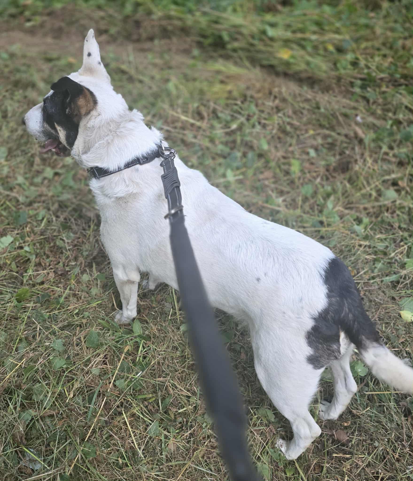 Ronan, an adoptable Bull Terrier in Rochester, WA, 98579 | Photo Image 5