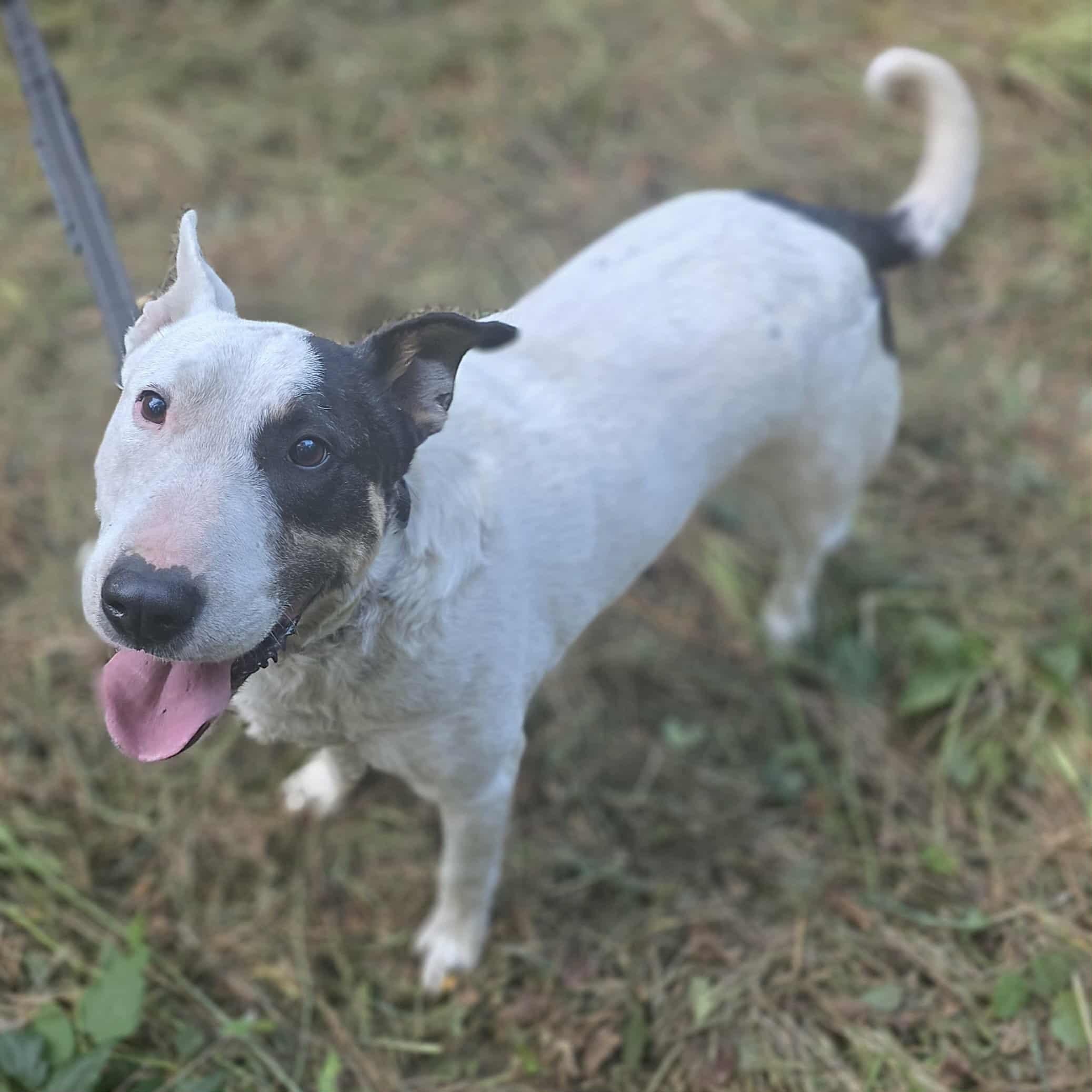 Ronan, an adoptable Bull Terrier in Rochester, WA, 98579 | Photo Image 1