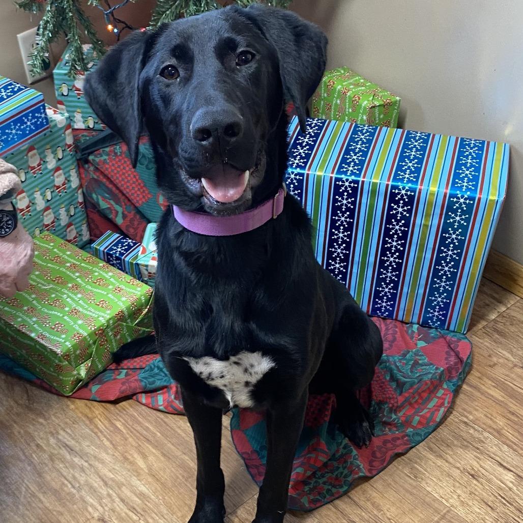 Dee, Adoptable, Young Female Labrador Retriever & Pointer.