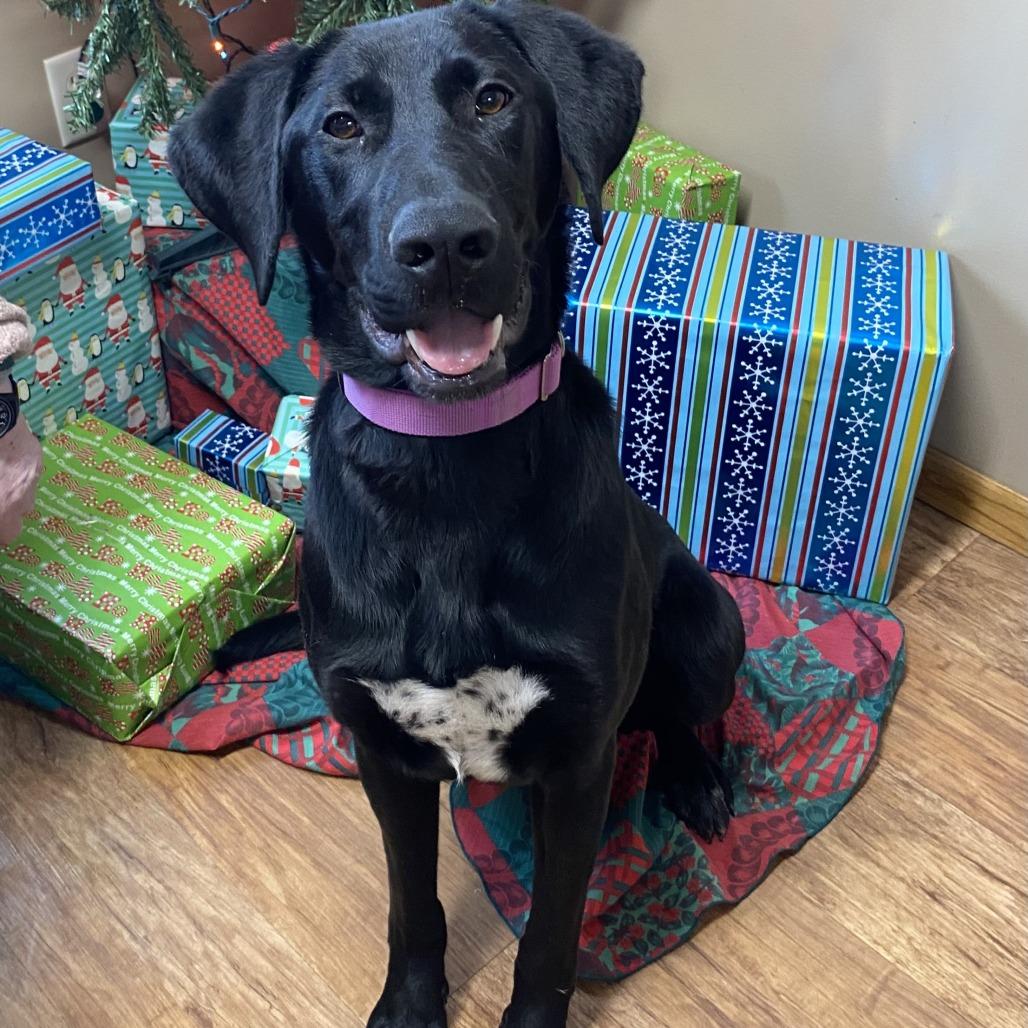 Dee, a Adoptable mixed breed in Tulsa, OK image 2/3