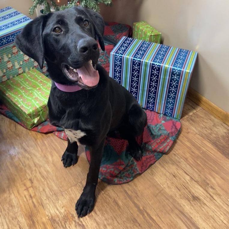 Dee, a Adoptable mixed breed in Tulsa, OK image 3/3