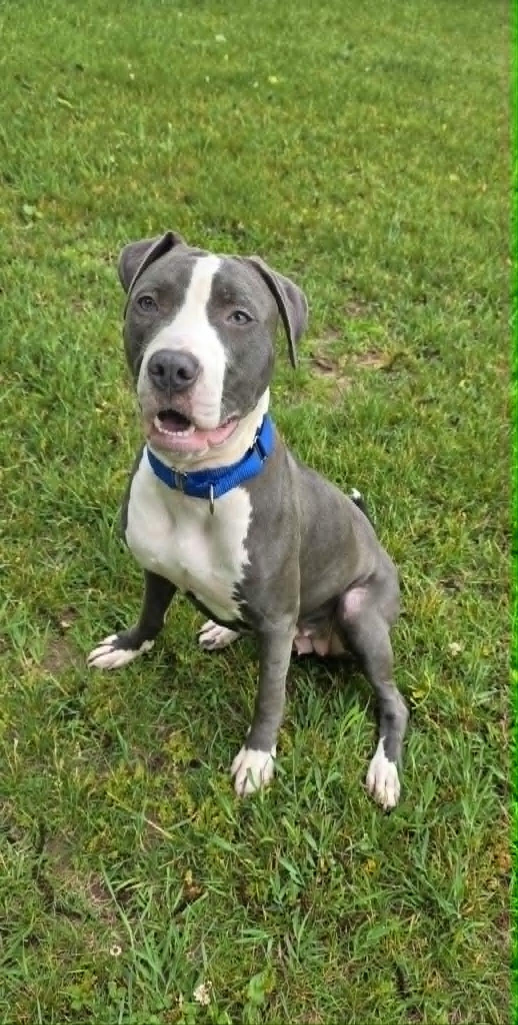 Enlarge Lilly, a ADOPTABLE mixed breed in Quincy, MI image 3/4