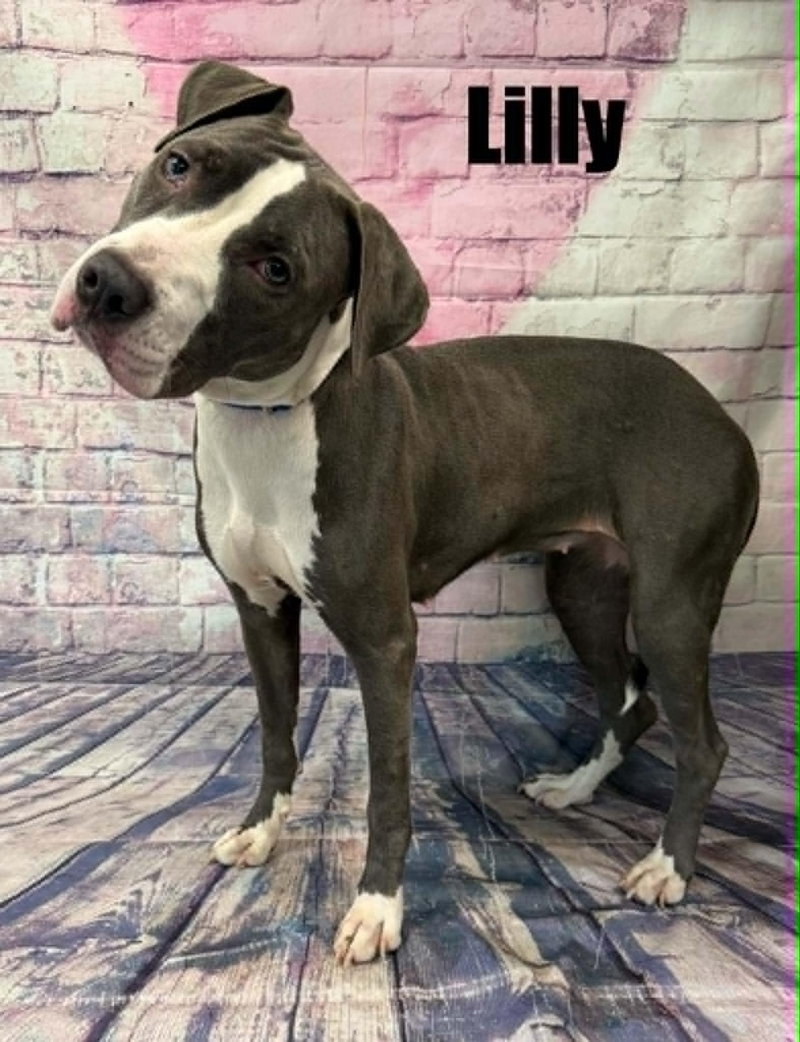 Enlarge Lilly, a ADOPTABLE mixed breed in Quincy, MI image 2/4