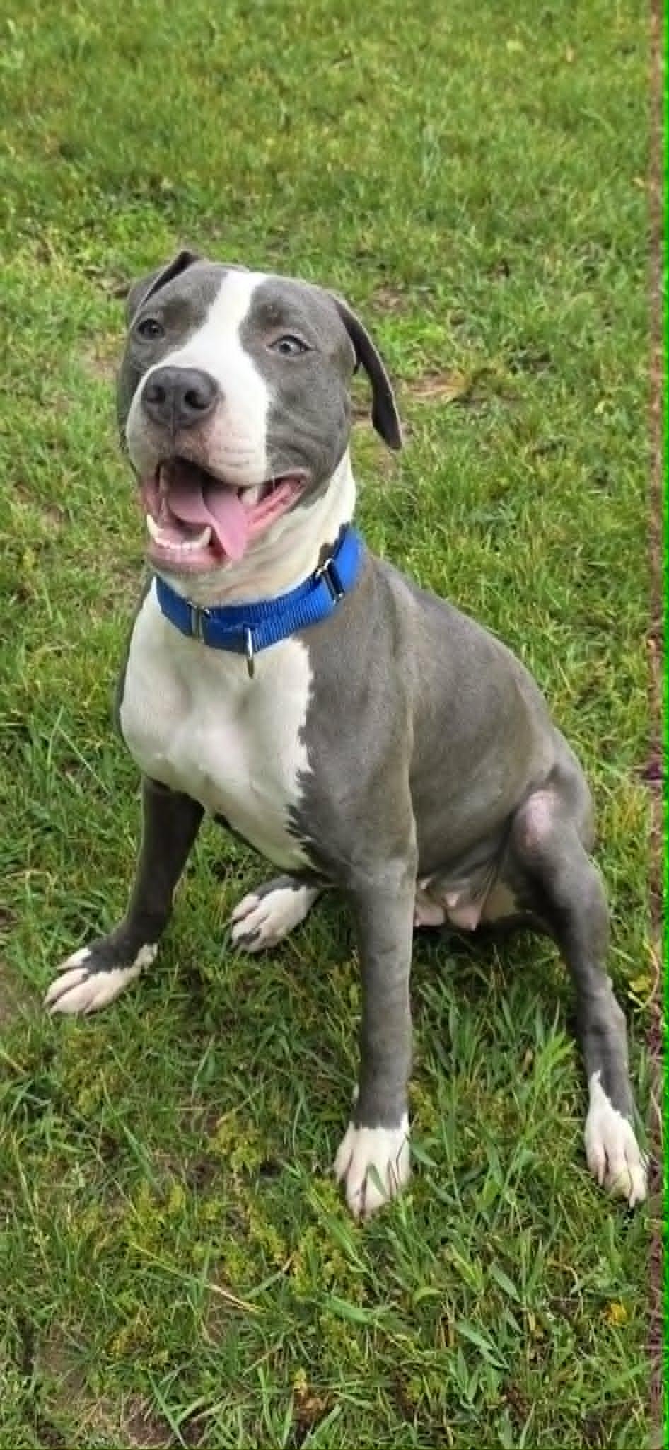 Enlarge Lilly, a ADOPTABLE mixed breed in Quincy, MI image 1/4