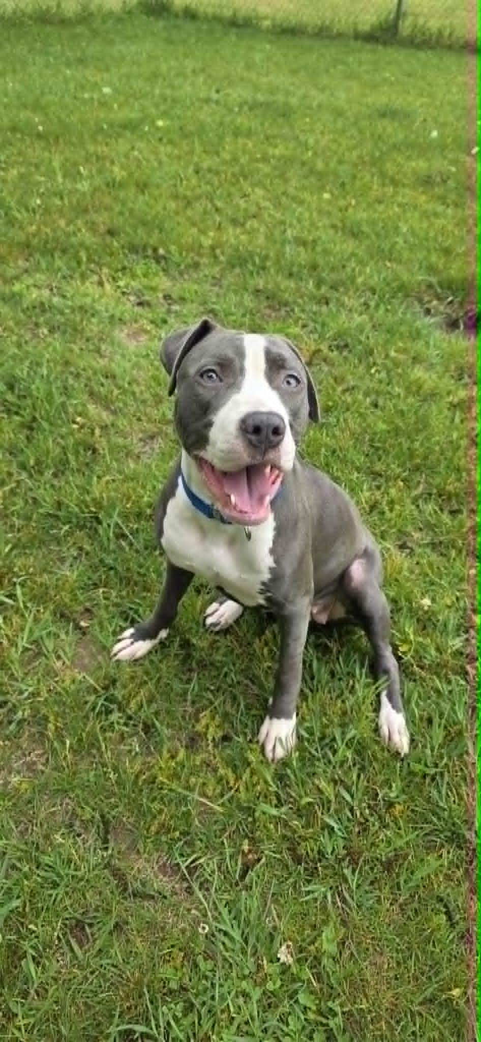 Enlarge Lilly, a ADOPTABLE mixed breed in Quincy, MI image 4/4
