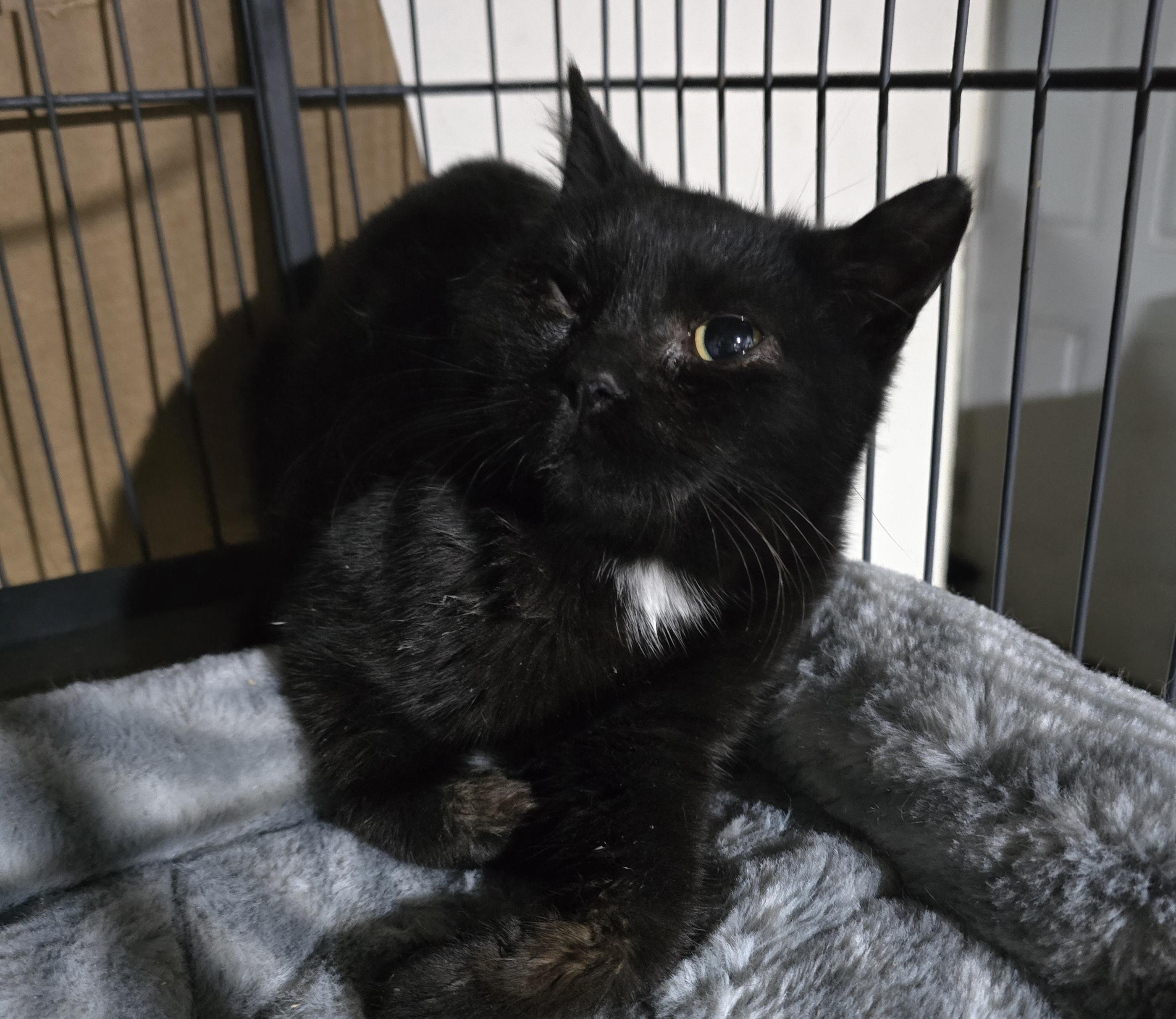 Tanzy, a ADOPTABLE Domestic Short Hair in Elizabeth, PA image 3/4