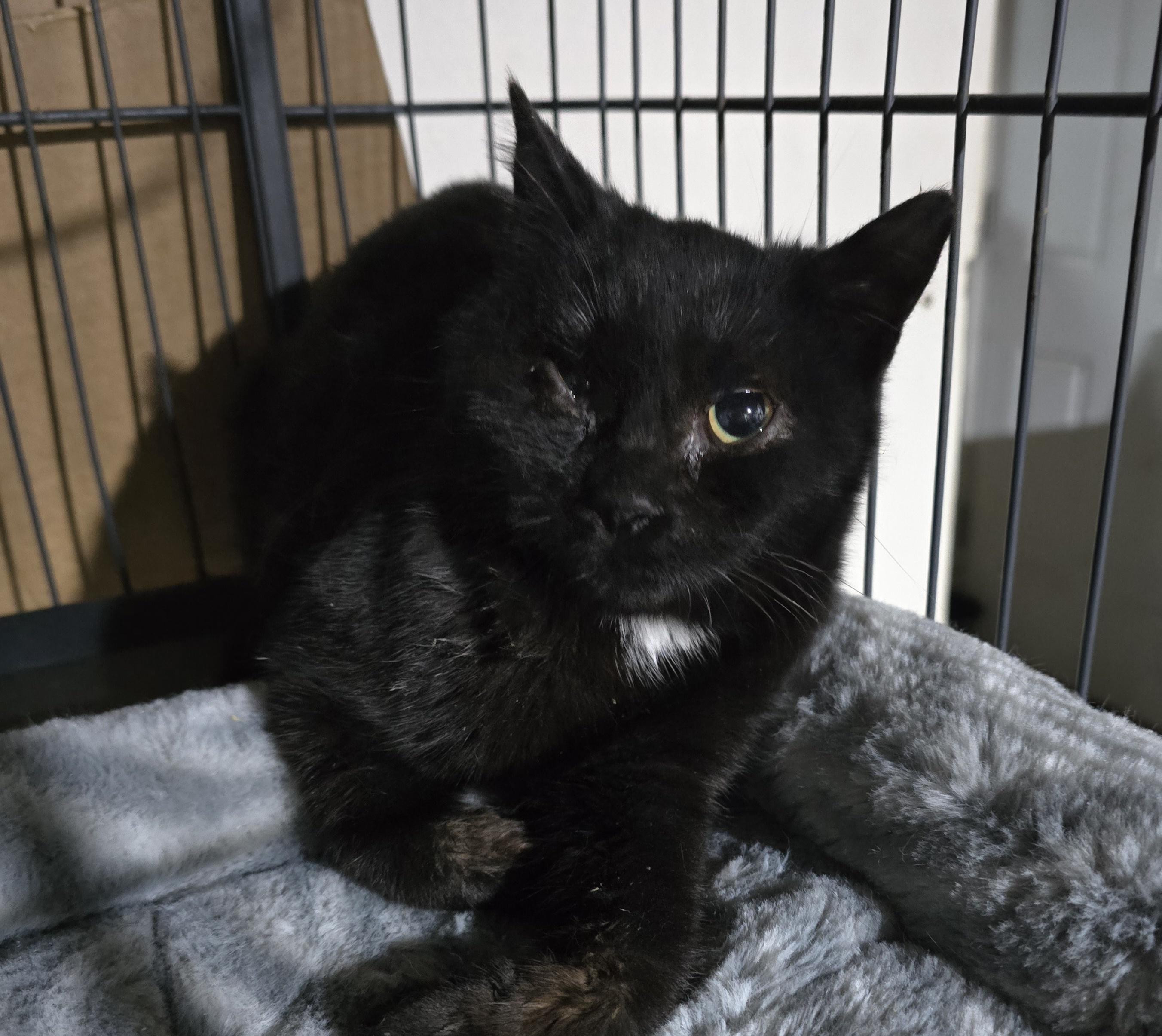 Tanzy, a ADOPTABLE Domestic Short Hair in Elizabeth, PA image 4/4