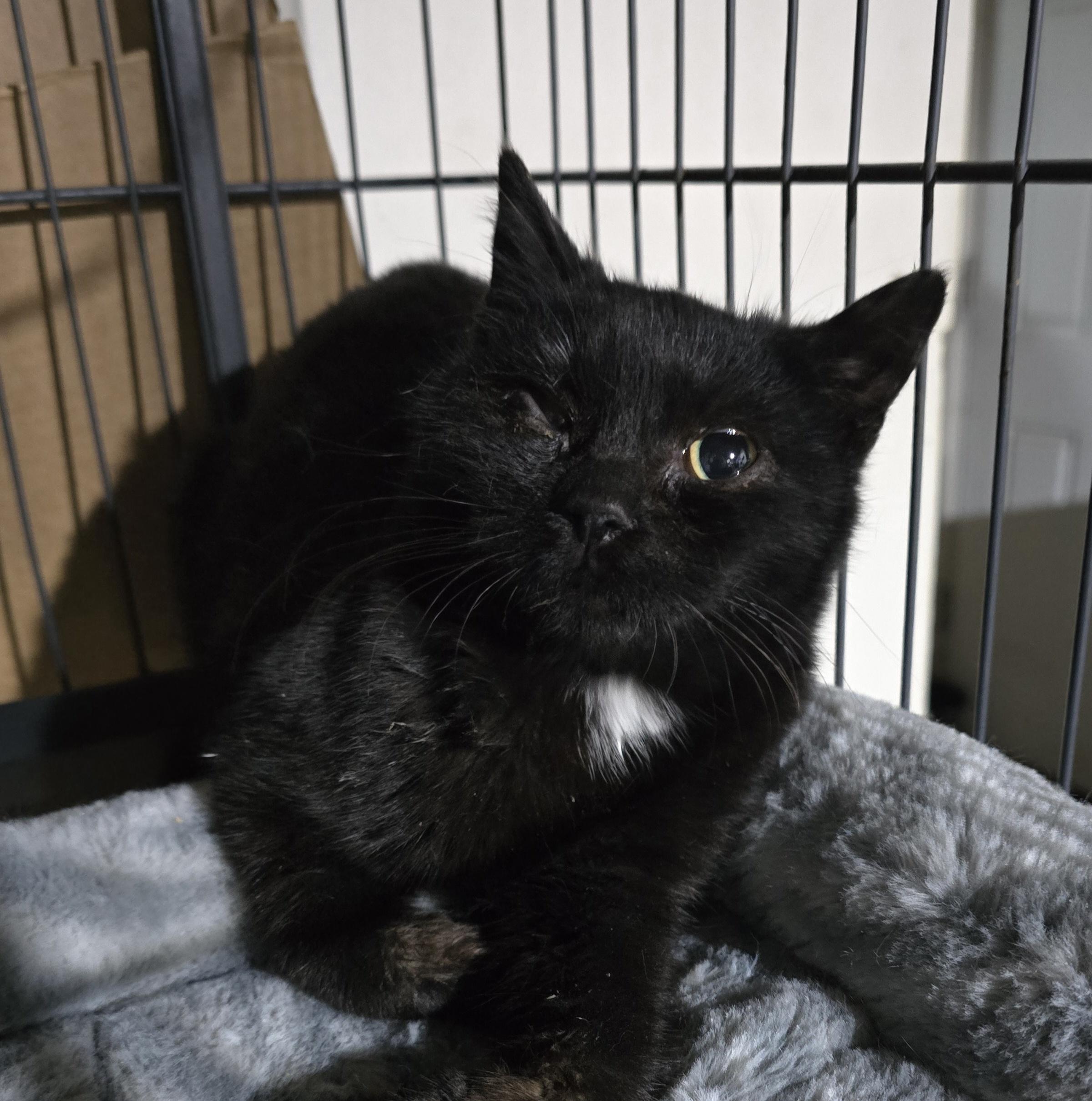 Tanzy, ADOPTABLE, Kitten Female Domestic Short Hair.