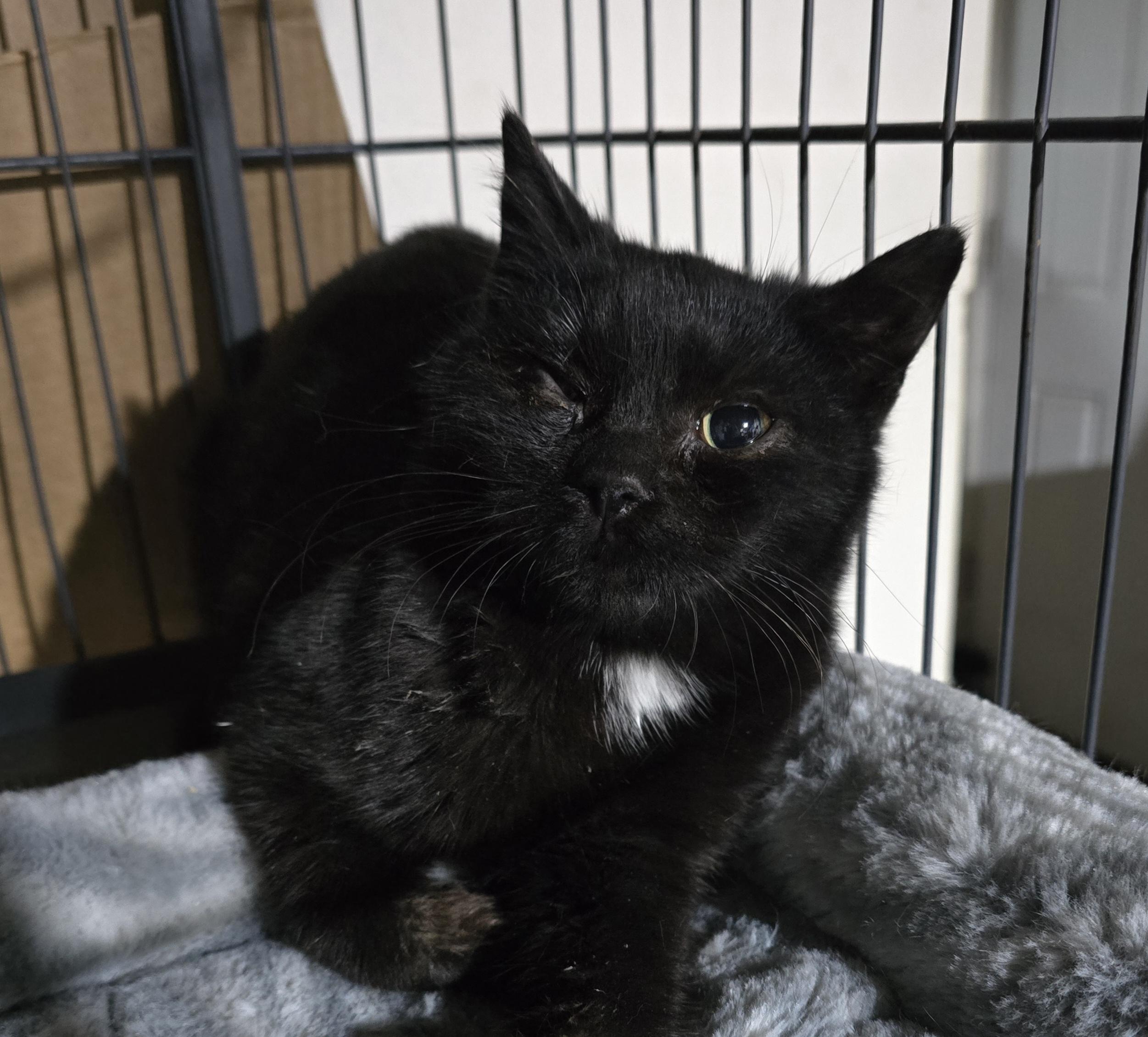 Tanzy, a ADOPTABLE Domestic Short Hair in Elizabeth, PA image 2/4