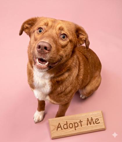 Pamela, Adoptable, Adult Female Australian Shepherd & Mixed Breed.