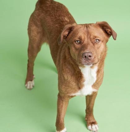 Enlarge Pamela, a Adoptable mixed breed in Bowling Green, KY image 2/2