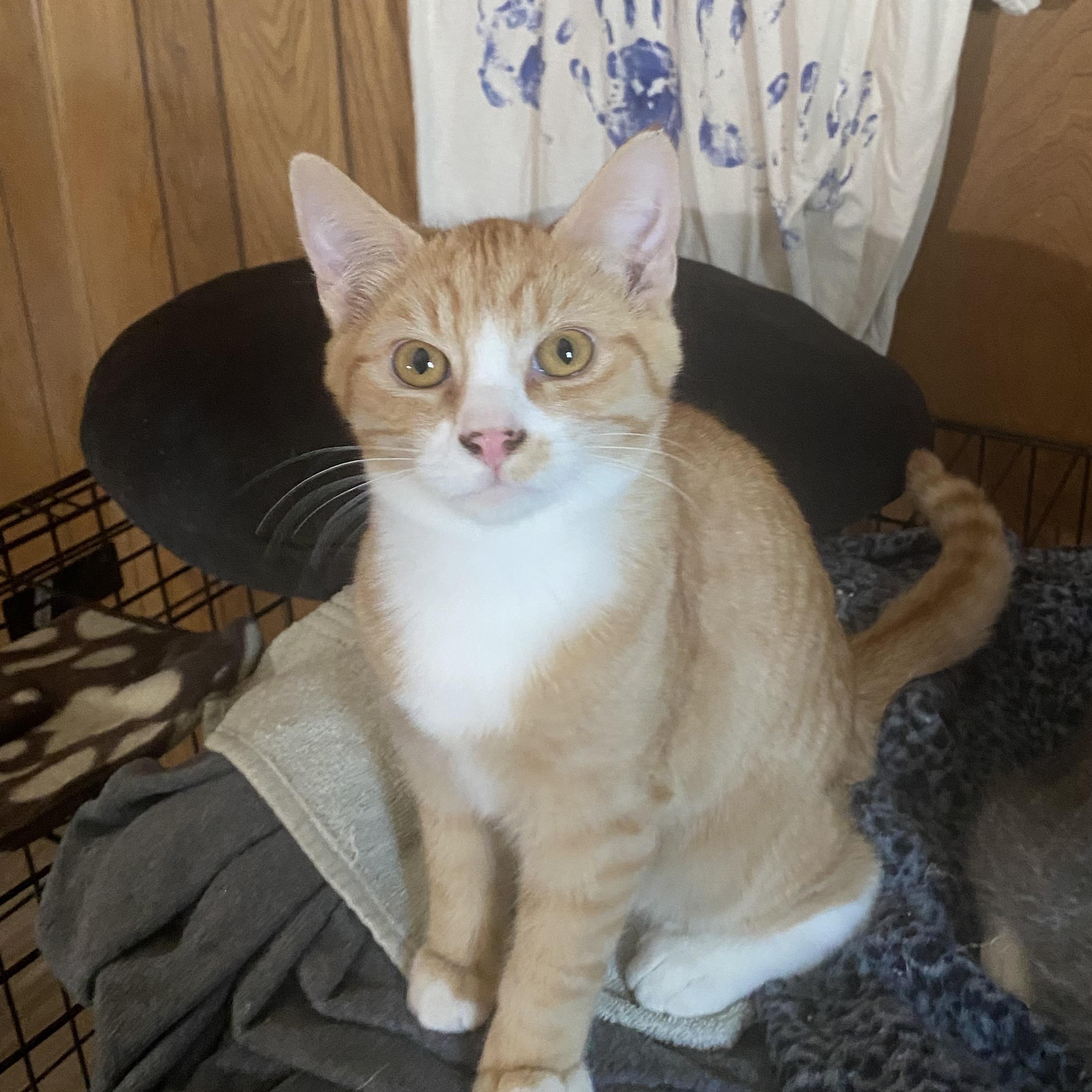 Cat for adoption - Nugget, a Domestic Short Hair in Portland, OR ...