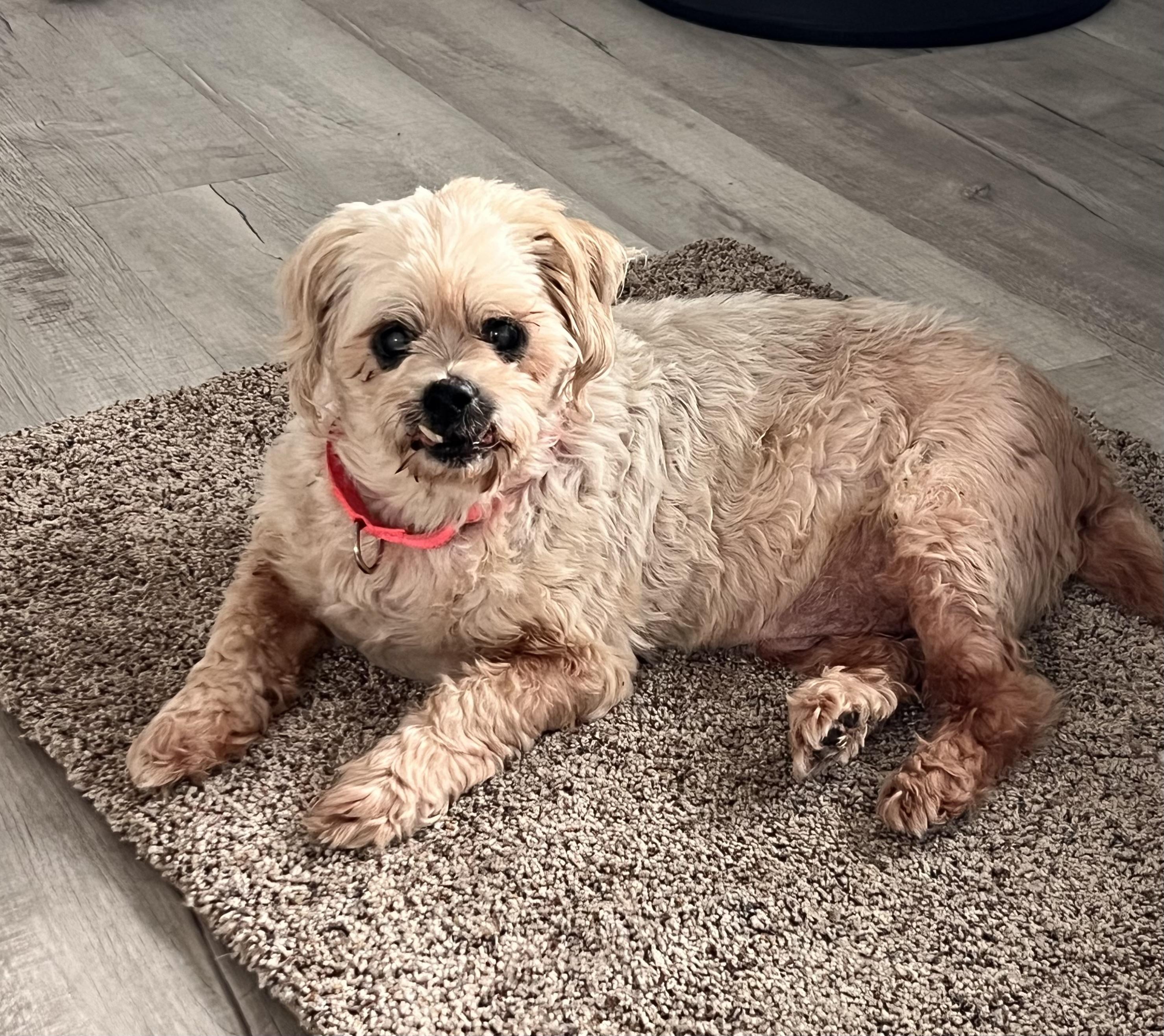 Shelton, Adoptable, Senior Male Shih Tzu & Mixed Breed.