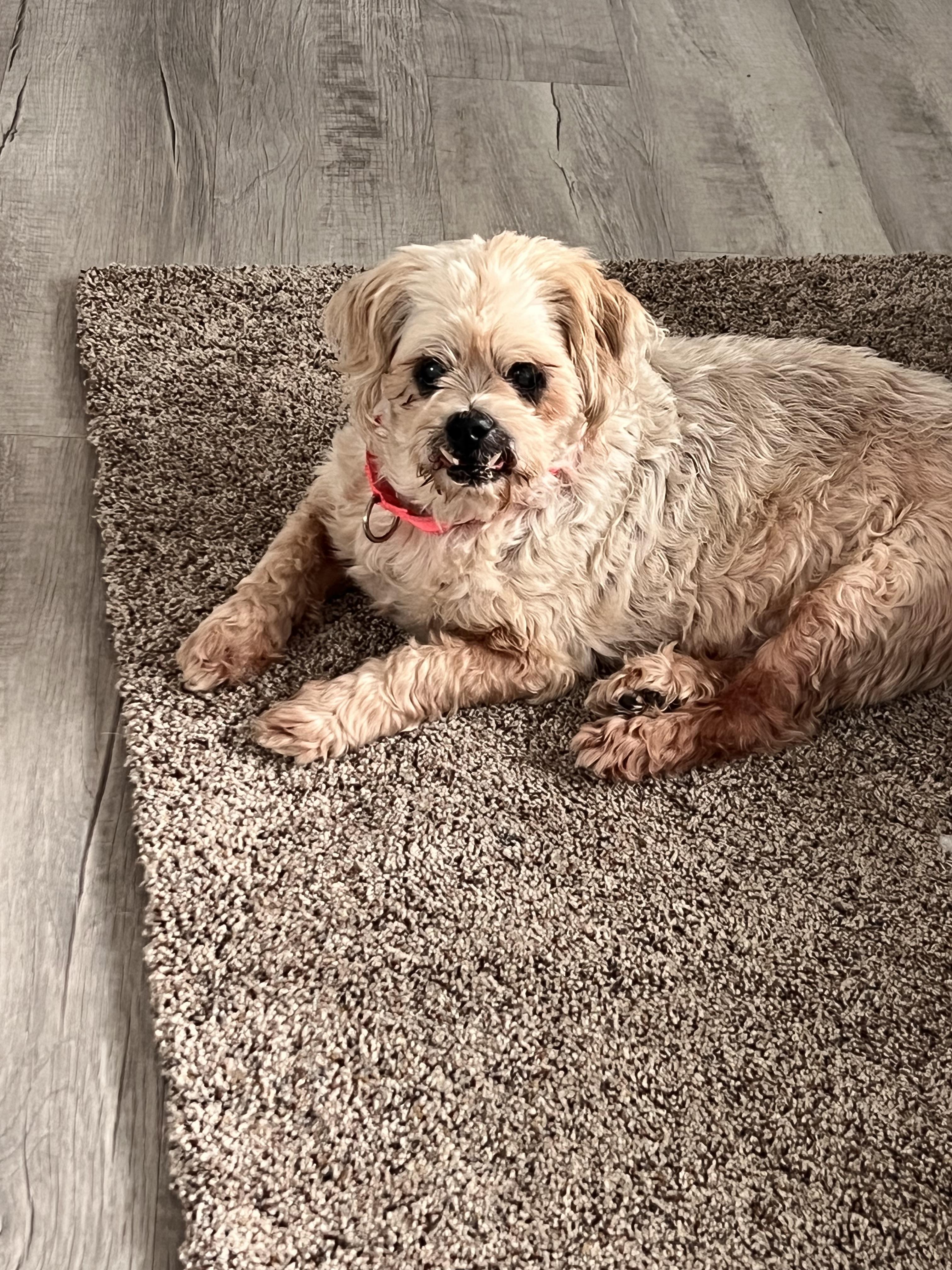 Shelton, a Adoptable mixed breed in Windsor, CO image 4/6