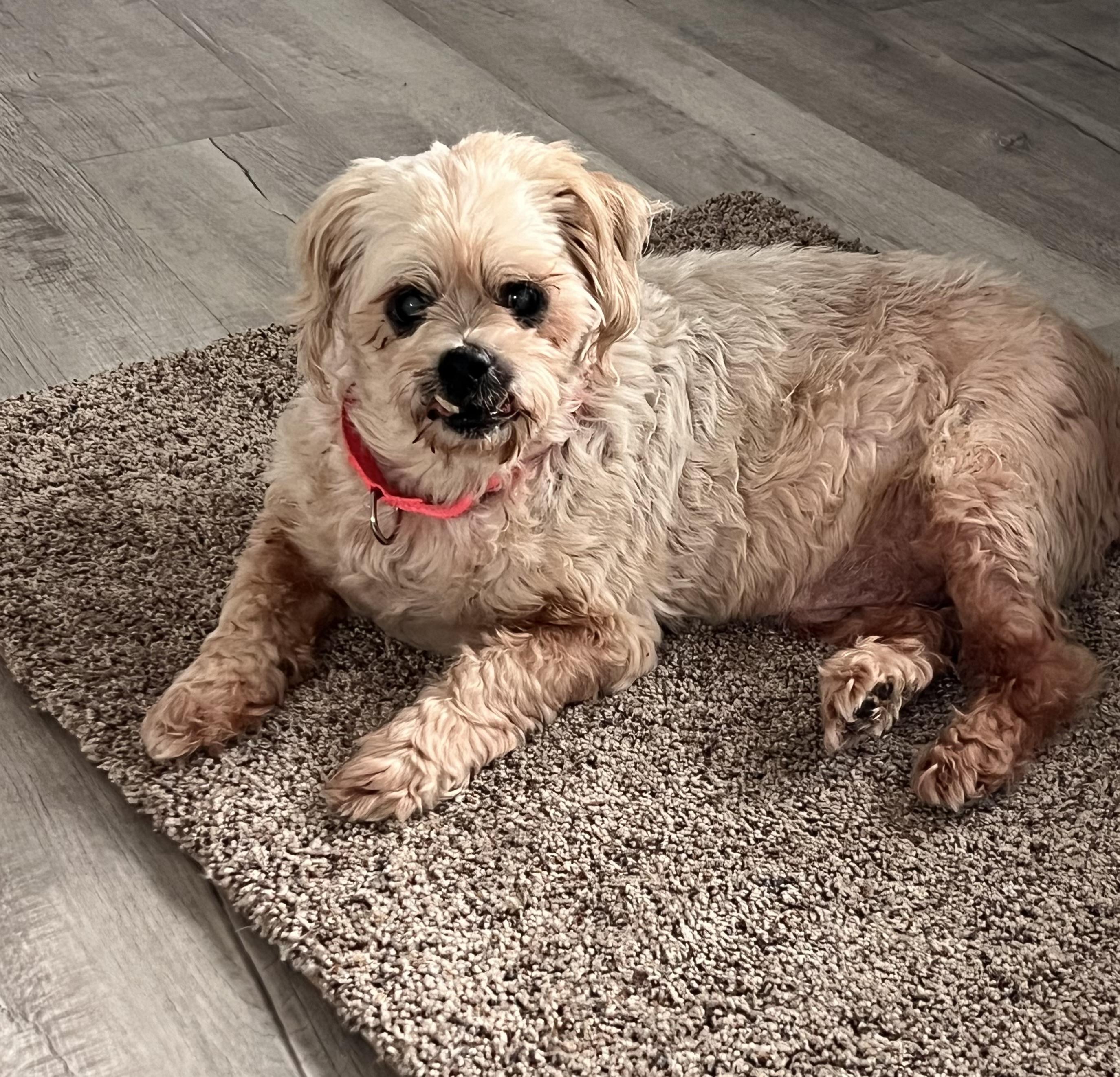 Shelton, a Adoptable mixed breed in Windsor, CO image 5/6
