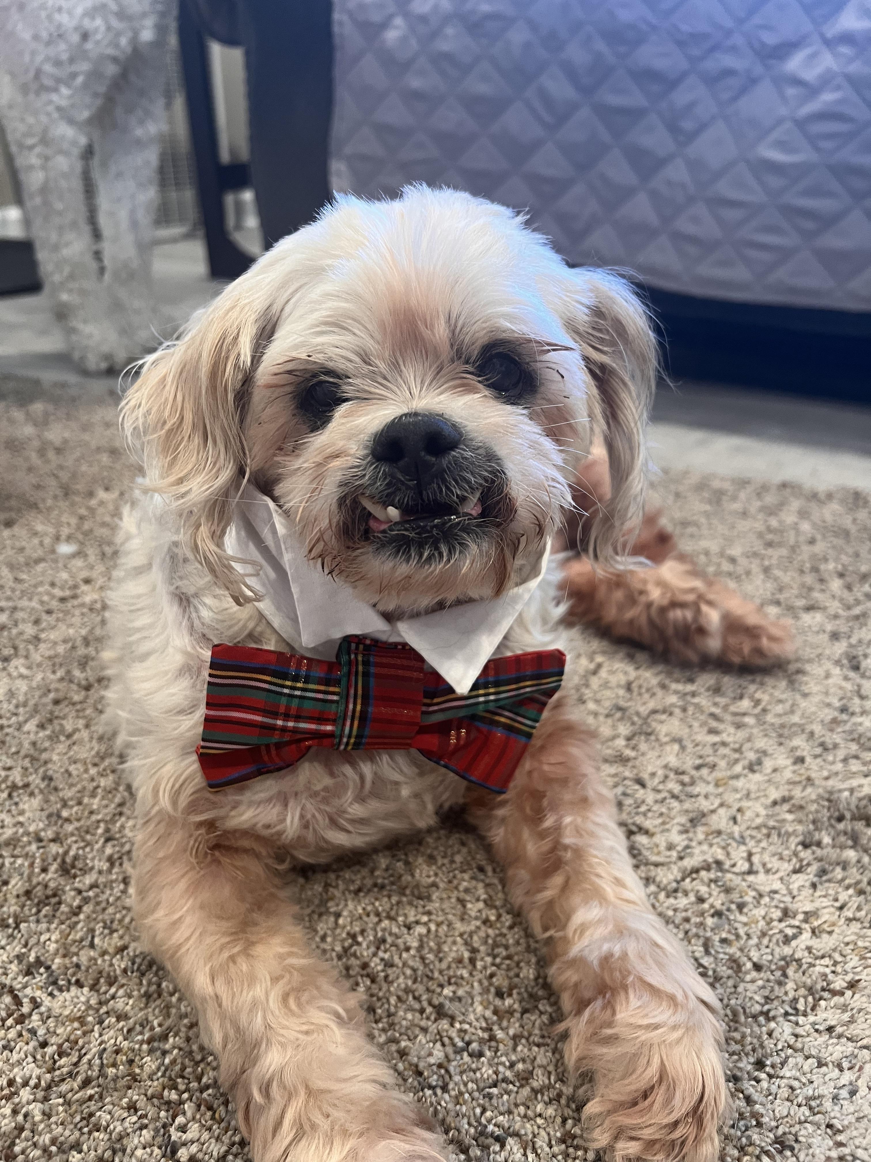 Shelton, a Adoptable mixed breed in Windsor, CO image 6/6