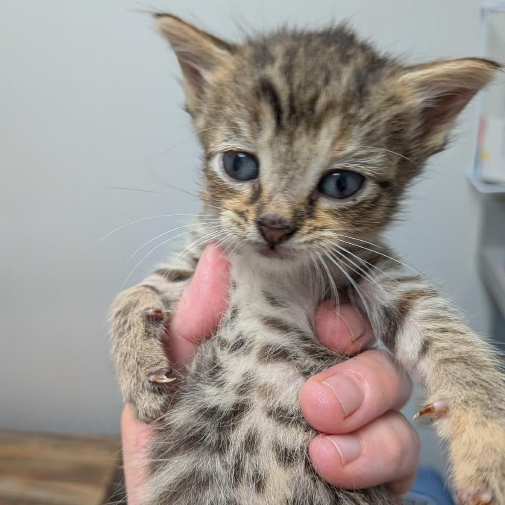 Brownie, Adoptable, Kitten Female Domestic Short Hair.