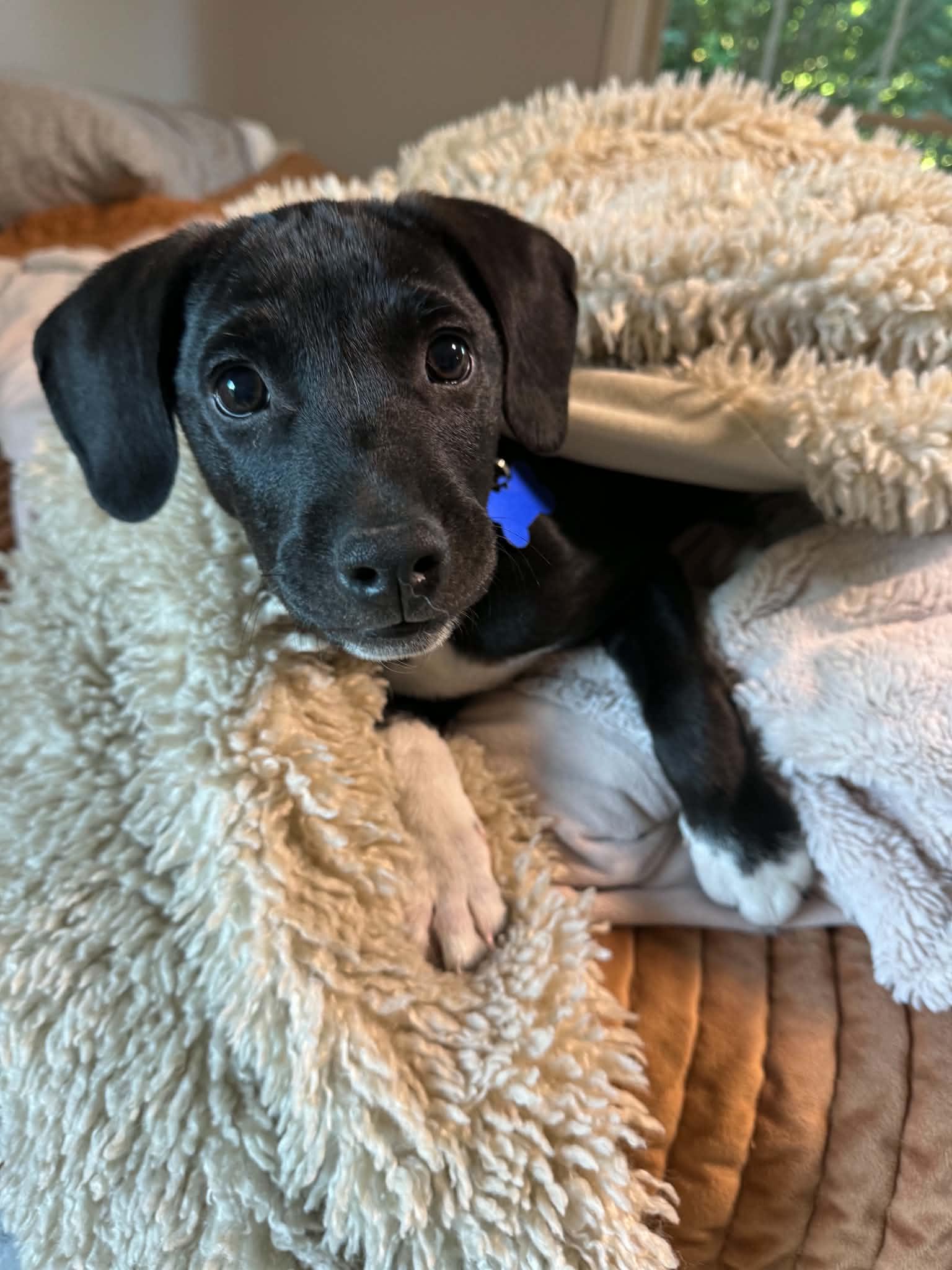 Licorice, an adoptable mixed breed in Columbia, MO image 1/6