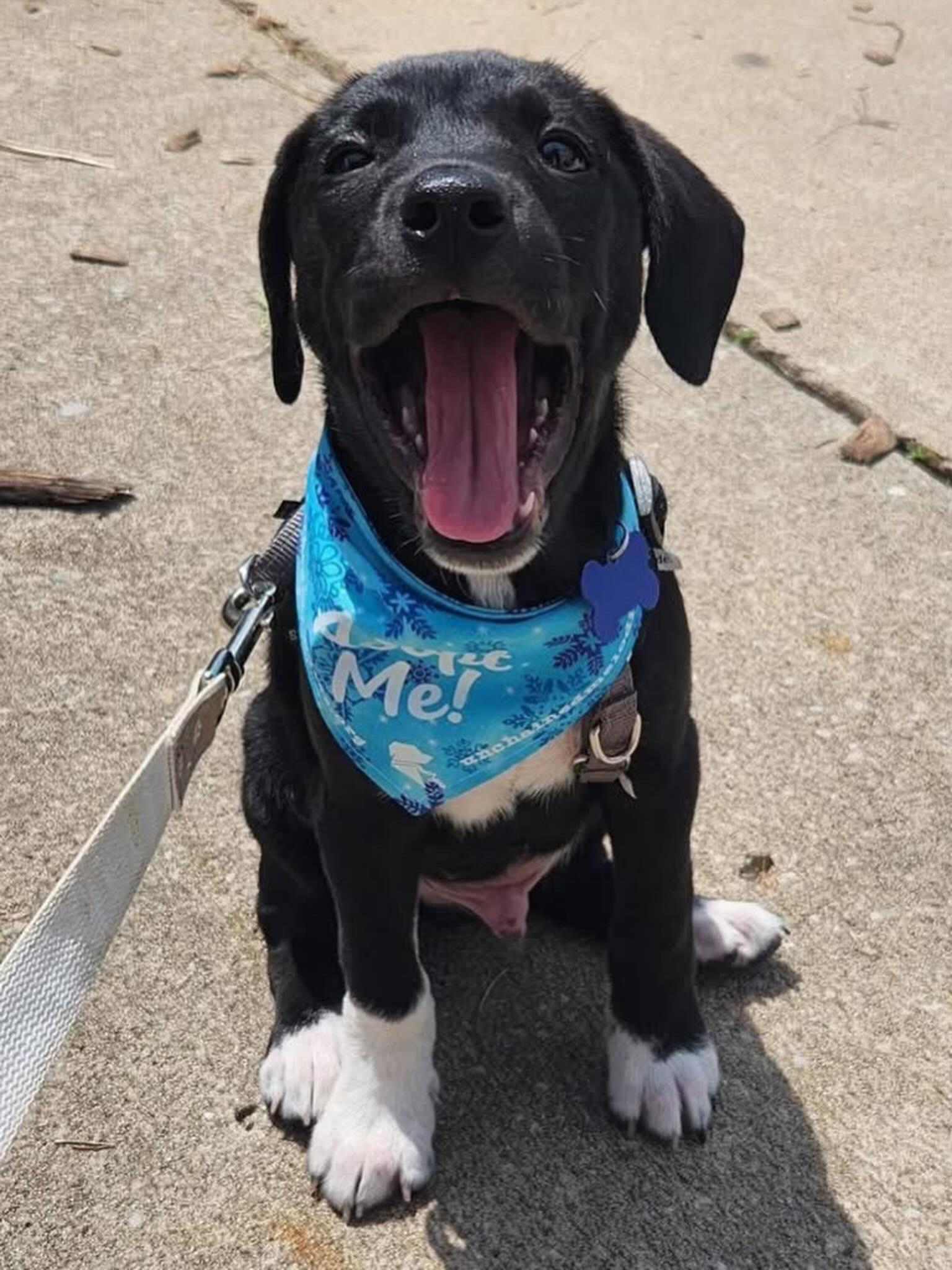 Licorice, an adoptable mixed breed in Columbia, MO image 5/6