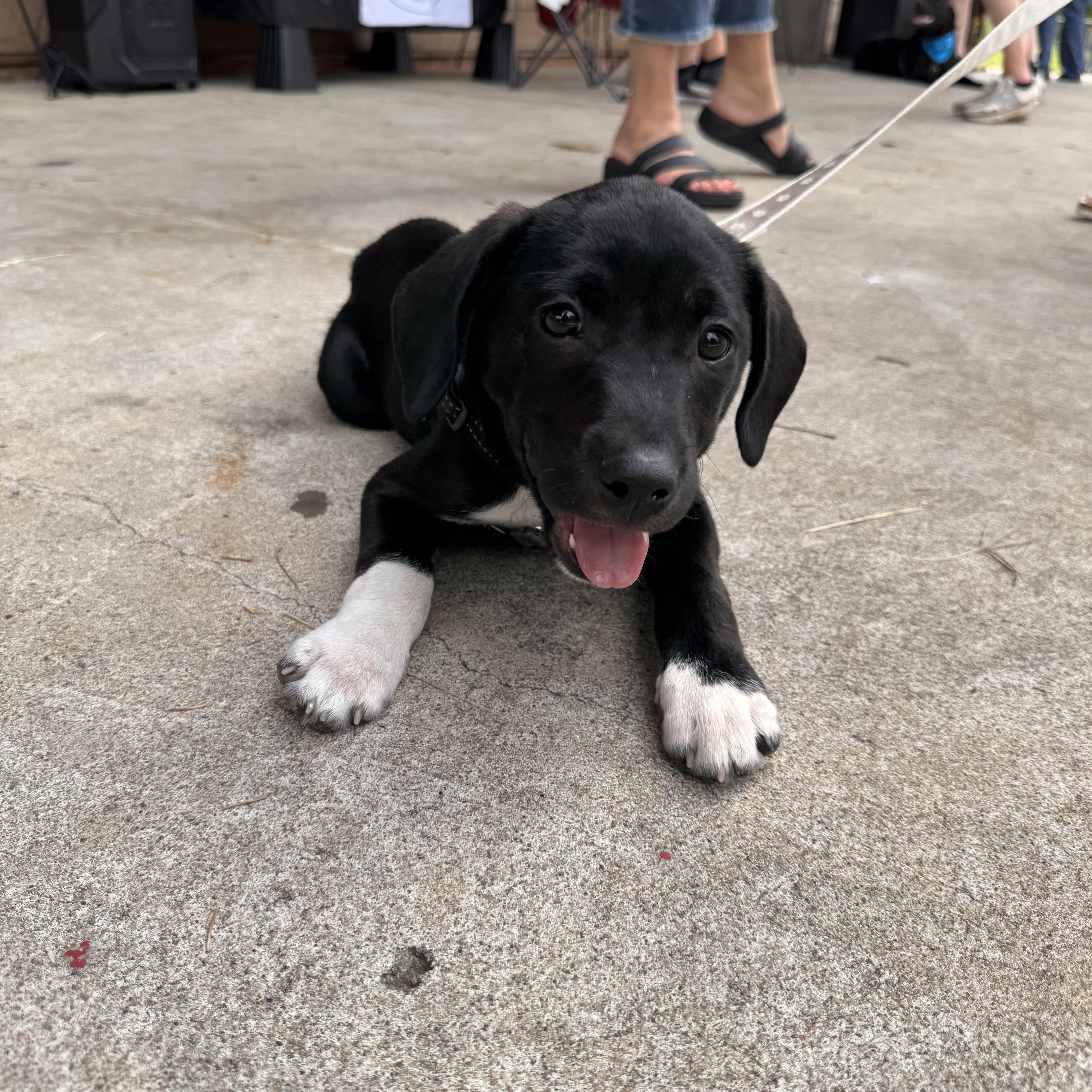 Licorice, an adoptable mixed breed in Columbia, MO image 6/6