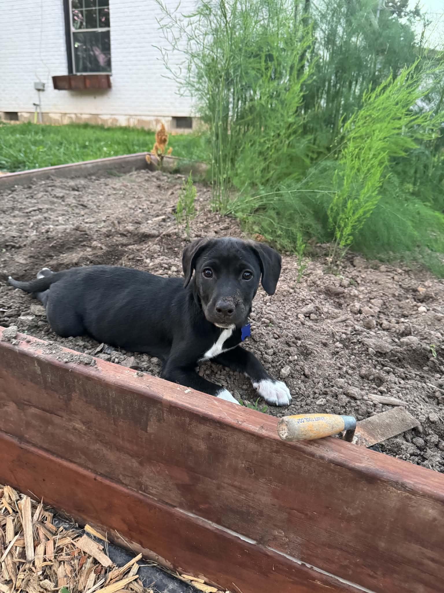 Licorice, an adoptable mixed breed in Columbia, MO image 4/6